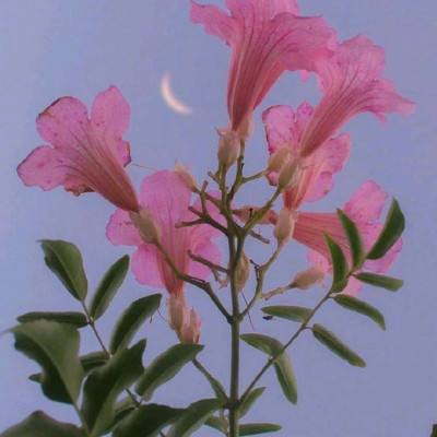 pg麻将胡了网站